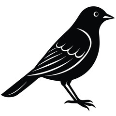 weaver birds vector sihouette
