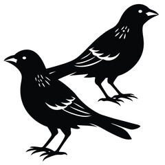 weaver birds vector sihouette