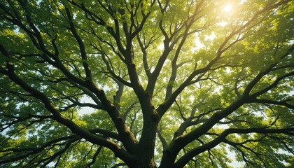 Obraz premium Sunlight filtering through a majestic tree canopy nature reserve photography lush environment ground level view tranquility and connection to nature