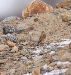 Common linnet (Linaria cannabina) sitting on a pile of dirt in the field in spring.	