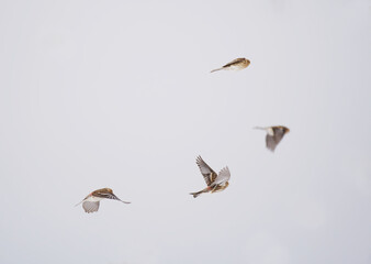 Twites (Linaria flavirostris) flying in the sky in spring.
