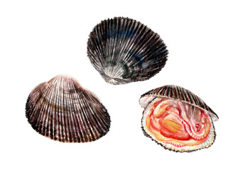 アカガイ手描き水彩画