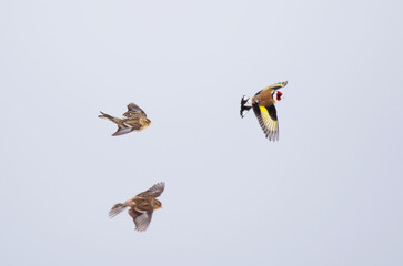 Two twites (Linaria flavirostris) and European goldfinch (Carduelis carduelis) flying in the sky in spring.