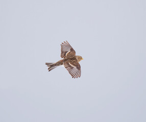 Twite (Linaria flavirostris) flying in the sky in spring.