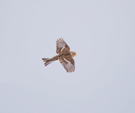 Twite (Linaria flavirostris) flying in the sky in spring.