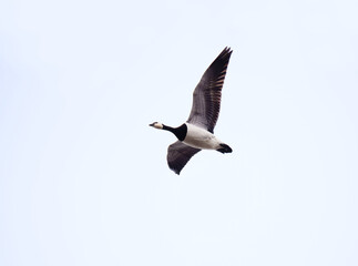 Barnacle goose (Branta leucopsis) flying in the sky in spring.