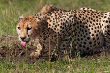 Le guépard