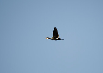 Great cormorant (Phalacrocorax carbo) flying in the sky in spring.