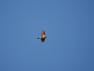Common starling (Sturnus vulgaris) flying in the sky in spring.