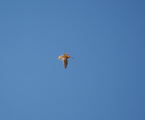Common snipe (Gallinago gallinago) flying in the sky in spring.	
