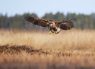 Juvenile white-tailed eagle (Haliaeetus albicilla) landing in the reeds in spring.