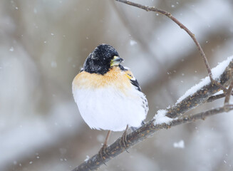 Brambling (Fringilla montifringilla) male in snowfall perched on a branch in spring.	
