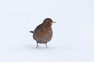 Common blackbird or Eurasian blackbird (Turdus merula) female standing in the snow in early spring.	
