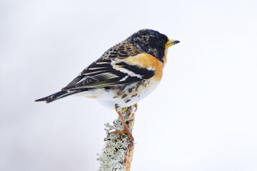 Brambling (Fringilla montifringilla) male perched on a branch in spring.	
