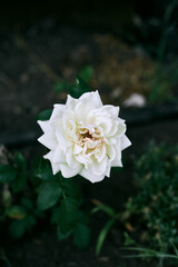 Beautiful white rose blooming in a garden during daylight hours showcasing delicate petals and lush green foliage