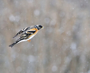 Obraz premium Brambling (Fringilla montifringilla) male flying in snowfall in early spring. 