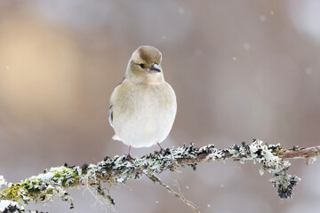 Common chaffinch (Fringilla coelebs) female perched on a branch in snowfall in early spring.	
