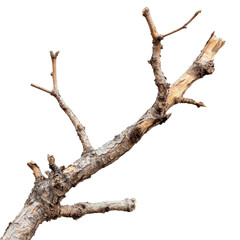 Weathered Tree Branch isolated on PNG transparent background, cut out