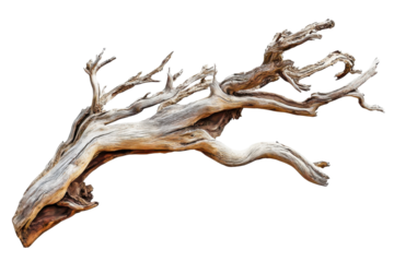 Weathered wood branch isolated on PNG transparent background, cut out