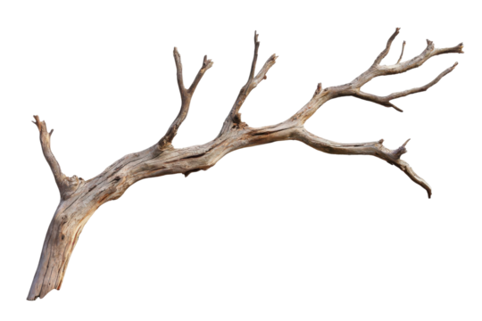 Branch on Black isolated on PNG transparent background, cut out