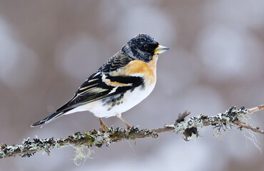 Brambling (Fringilla montifringilla) male perched on a branch in spring.	

