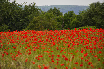 Hügellandschaft im Bliesgau mit rotem Klatschmohn, Saarland