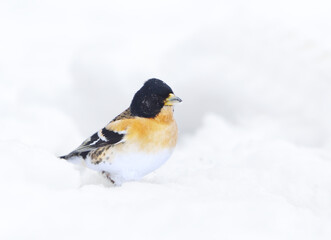 Brambling (Fringilla montifringilla) male standing in the snow in early spring.	
