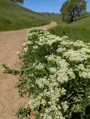 A trail lined with a cluster of white hoary cress wildflowers