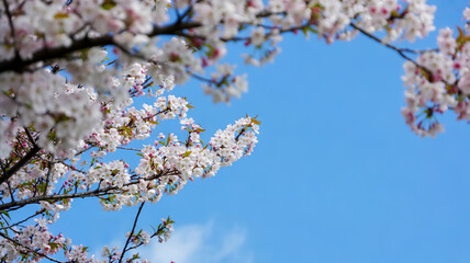 Fototapeta premium Ethereal springtime cherry blossoms in full bloom, delicate white and blush pink petals cascading like soft clouds against a radiant azure sky, captured from a dreamy upward angle with elegant diagona