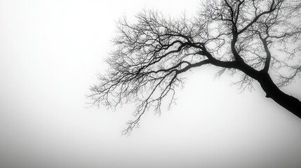 Bare tree branches in a foggy landscape