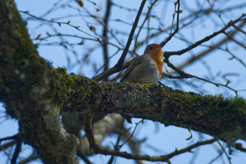 European robin (Erithacus rubecula) sitting on a tree branch in Zurich, Switzerland