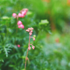 Colorful blooming flowers in a lush garden during springtime with blurred greenery in the background