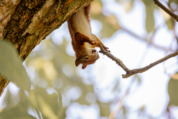 Playful Red Squirrel Hanging Upside Down from Branch