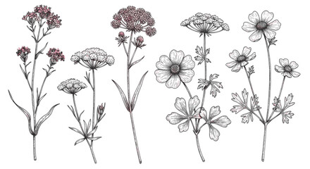 Good vector. Illustration of various wildflowers in black and white