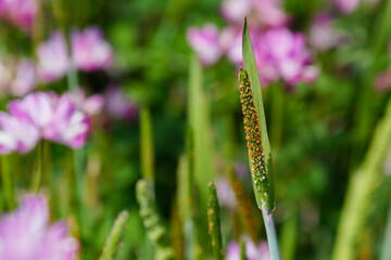 スズメノテッポウ01