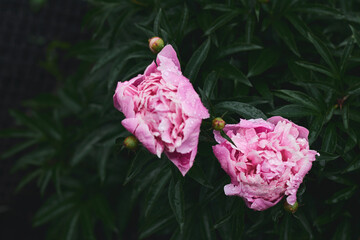 Pink peonies bloom gracefully in a lush garden during early summer, showcasing vibrant petals in a serene setting