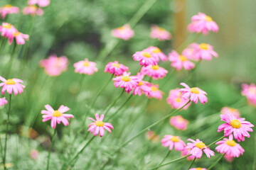 Vibrant pink flowers blooming in a lush garden setting during a sunny day in early spring