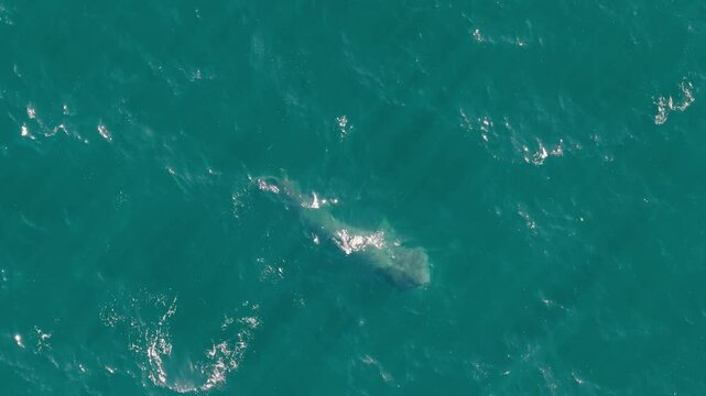 Basking shark near the surface in Achill Island - 4K Cinematic Drone Footage - Co.Mayo - Ireland 12