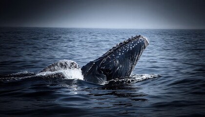 Fototapeta premium Majestic Humpback Whale Breaching Water Surface in Calm Ocean with Gentle Waves and Dark Horizon