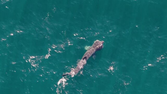 Basking shark near the surface in Achill Island - 4K Cinematic Drone Footage - Co.Mayo - Ireland 20