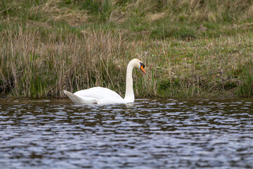 Cygne nageant dans l'eau