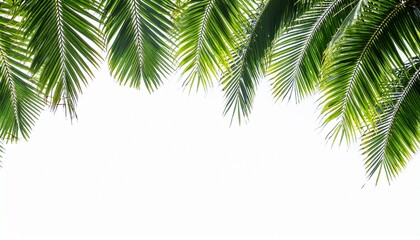 Fototapeta premium Green Palm Leaf Border Isolated And Transparent Background