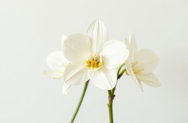Obraz premium Beautiful vanilla flower and sticks on white background