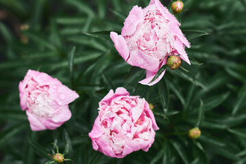 Beautiful pink peonies with droplets resting on petals in a garden setting