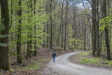 paysage forestier traversé par chemin