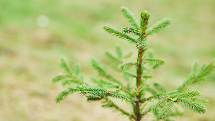 Young evergreen tree thrives in a grassy field during a sunny day, showcasing vibrant green foliage and resilience