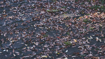 autumn yellow leaves in drops on dark stone sidewalk