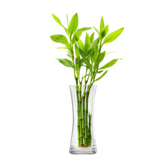 Lucky bamboo in a glass vase on a white background. Concept of home decor, feng shui, and zen.