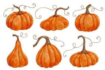 Collection of ripe autumn orange pumpkins, squashes. Vector graphics.