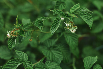 Raspberry plant with green leaves and white flowers thriving in the garden during springtime growth